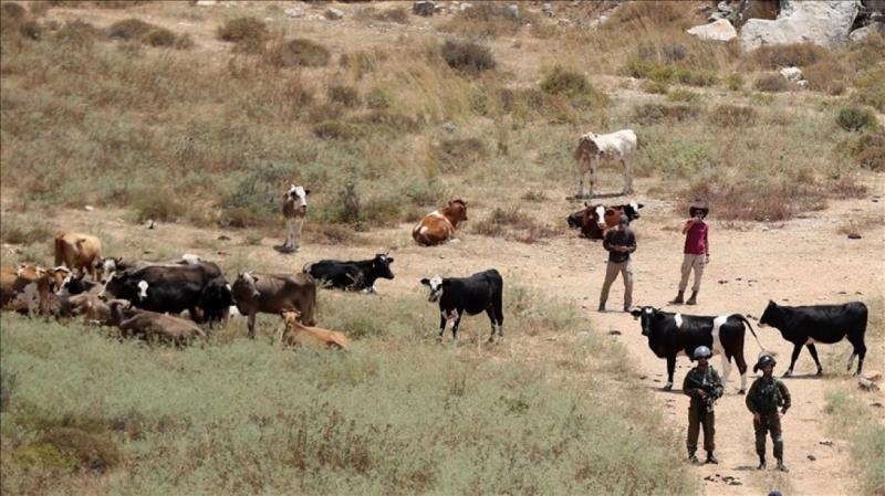 مستوطنون يطلقون مواشيهم بين منازل المواطنين في سنجل