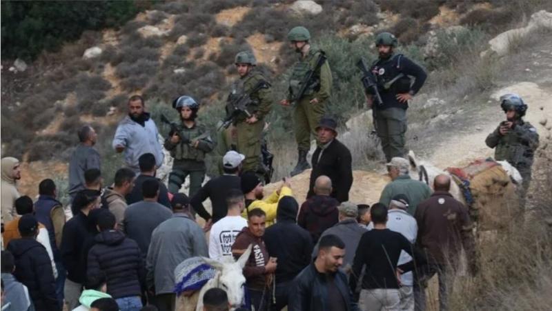 13 اعتداءً للاحتلال والمستوطنين استهدفت قاطفي الزيتون في 4 محافظات