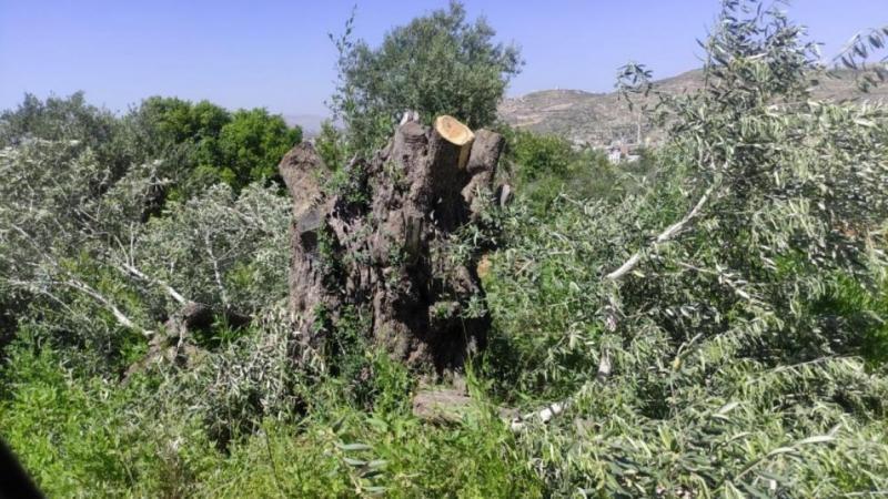 مستوطنون يقتلعون أشجار زيتون في منطقة "خلايل اللوز" ببيت لحم
