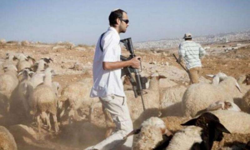 مستوطنون يسرقون 300 رأس غنم وحصانا في دير دبوان شرق رام الله