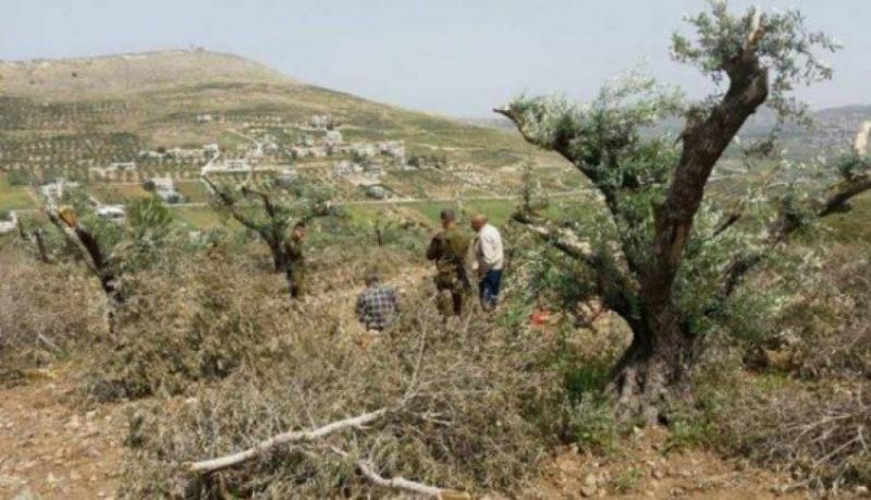 مستوطنون حطمون أشجار زيتون في برقا شرق رام الله