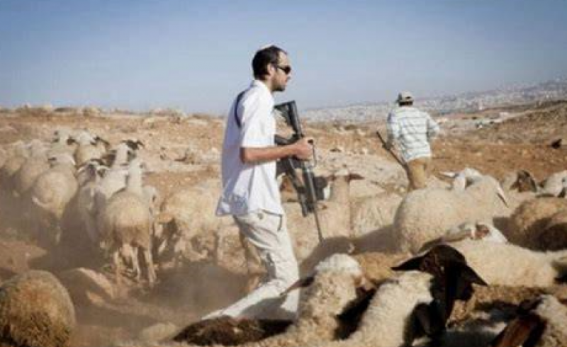 مستوطنون يطاردون رعاة الماشية في الأغوار الشمالية