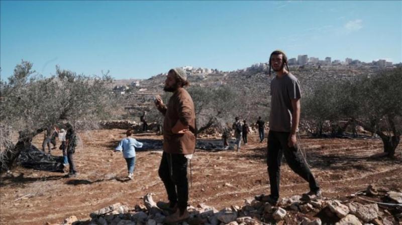 مستوطنون يهاجمون قاطفي الزيتون في بيت كاحل ويضعون أعلاما إسرائيلية على أراضٍ في وادي القف